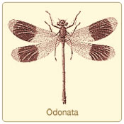 odonata.jpg