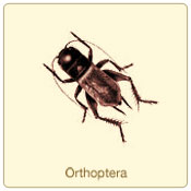 orthoptera.jpg