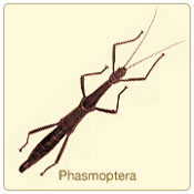 phasmoptera.jpg