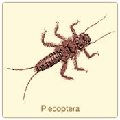plecoptera.jpg