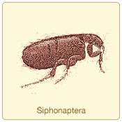 siphonaptera.jpg