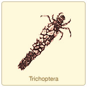 trichoptera.jpg
