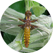 rond-insecte1.jpg